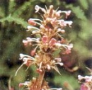 Morina Longifolio