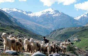 Kuaripass Trek,Kuaripas,Kuari Pass,lord curzon trail tours,india lord curzon trail kuaripass,trek to lord curzon trail,india garhwal kuaripass trekking,trekking kuaripass,kuaripass,india kuaripass trekking,garhwal kuaripass tours,india himalaya kuaripass,trek kuairpass,kuaripass trip garhwal himalaya,adventure tours to lord curzon trail,travel tour lord curzon trail,garhwal curzon trail tours,kuaripass trekkings,lord curzon trail trekking