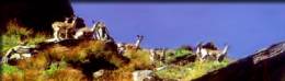 wild at nandadevi national park,nandadevi national park tours,tours to nadadevi national park