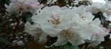 india valley of flower trip,trip to india valley of flower,adventure tours to valley of flower national park,adventure tours uttaranchal valley of flower