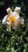 india valley of flower tours,india valley of flower trekking tour,world heritage site valley of flower,valley of flower uttaranchal himalayas